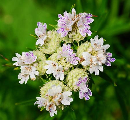 Pycnanthemum_tenuifolium_inflorescence.jpg