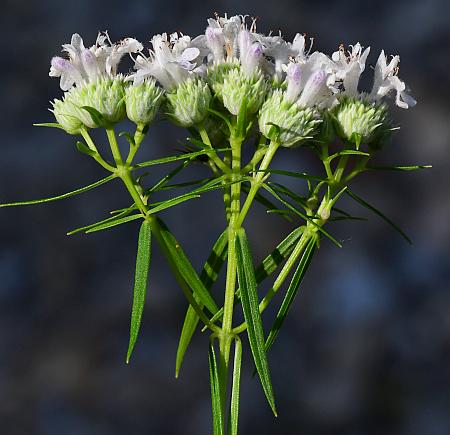 Pycnanthemum_tenuifolium_inflorescence2.jpg