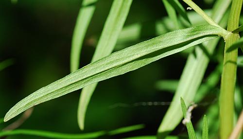 Pycnanthemum_tenuifolium_leaf2.jpg