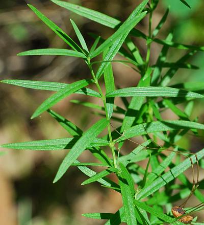 Pycnanthemum_tenuifolium_leaves.jpg