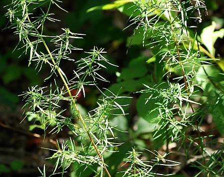 Pycnanthemum_tenuifolium_leaves2.jpg