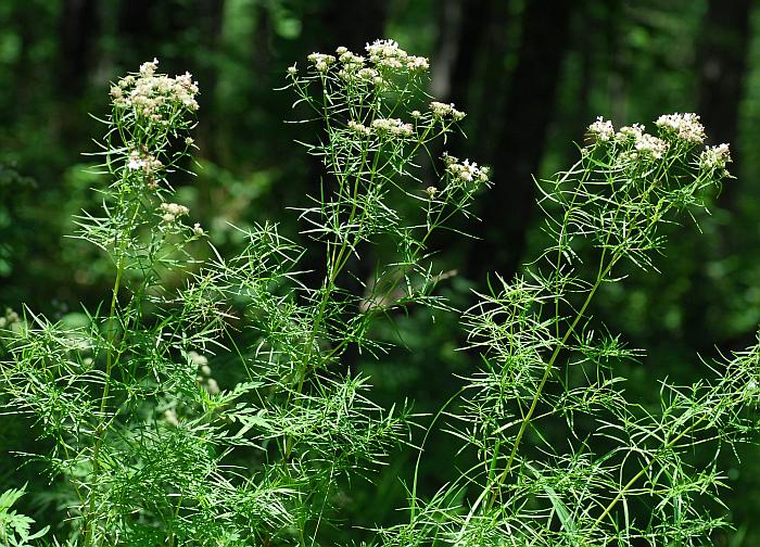 Pycnanthemum_tenuifolium_plant.jpg