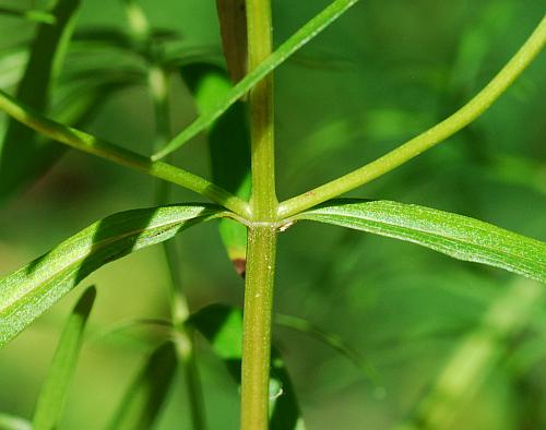 Pycnanthemum_tenuifolium_stem.jpg