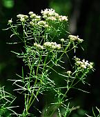 Pycnanthemum tenuifolium thumbnail