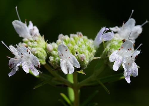 Pycnanthemum_virginianum_flowers1.jpg