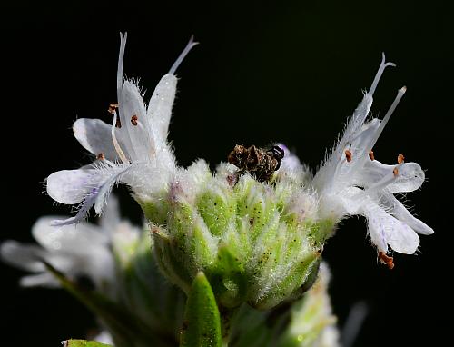 Pycnanthemum_virginianum_flowers2.jpg