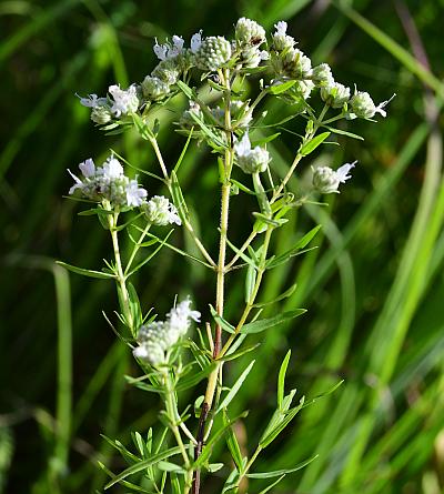 Pycnanthemum_virginianum_inflorescence1.jpg