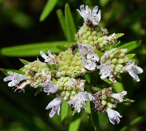 Pycnanthemum_virginianum_inflorescence2.jpg