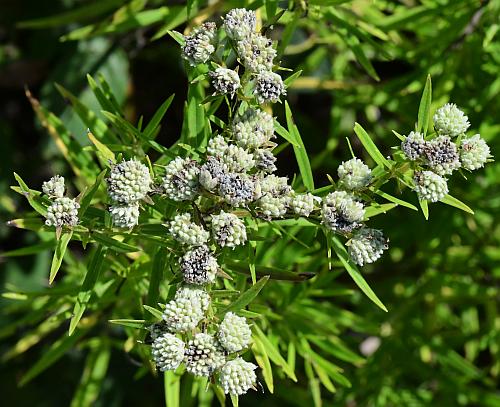 Pycnanthemum_virginianum_infructescence.jpg