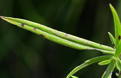 Pycnanthemum_virginianum_leaf1.jpg