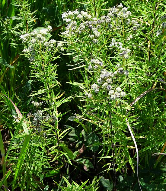 Pycnanthemum_virginianum_plant.jpg