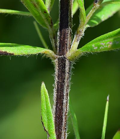 Pycnanthemum_virginianum_stem2.jpg