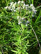 Pycnanthemum virginianum thumbnail