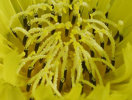 Pyrrhopappus_carolinianus_florets.jpg