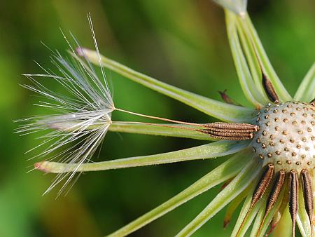 Pyrrhopappus_carolinianus_fruit1.jpg