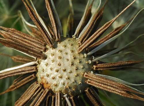 Pyrrhopappus_carolinianus_fruit2.jpg