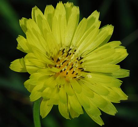 Pyrrhopappus_carolinianus_head.jpg