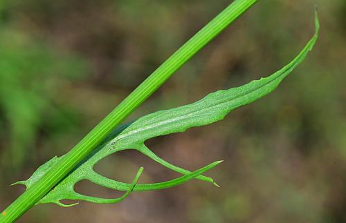 Pyrrhopappus_carolinianus_leaf1.jpg