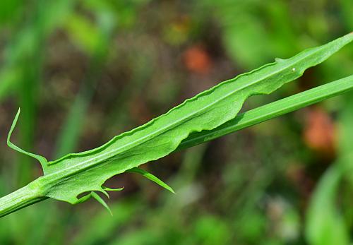 Pyrrhopappus_carolinianus_leaf2.jpg