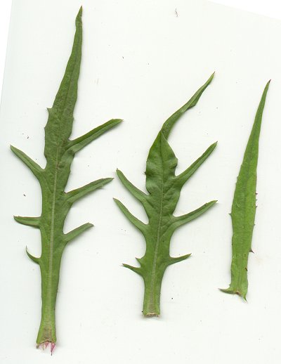 Pyrrhopappus_carolinianus_leaves.jpg