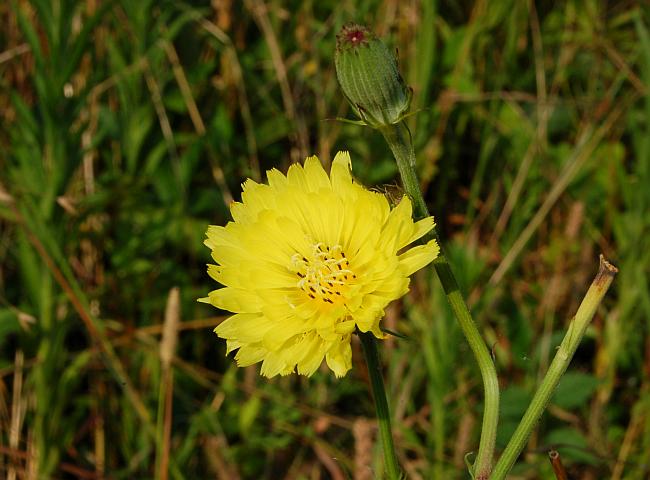 Pyrrhopappus_carolinianus_plant.jpg