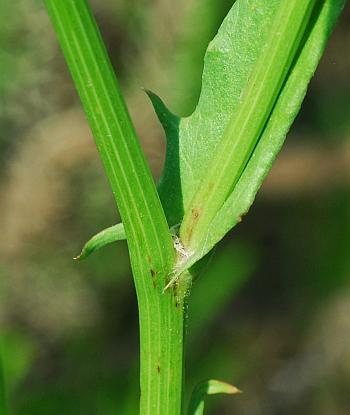 Pyrrhopappus_carolinianus_stem.jpg