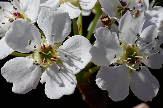 Pyrus_calleryana_flowers.jpg