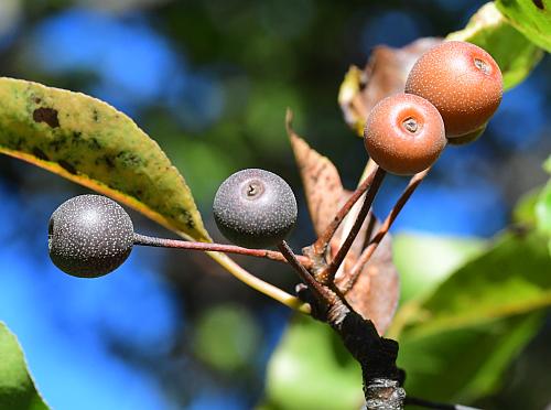 Pyrus_calleryana_fruits.jpg