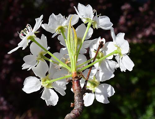 Pyrus_calleryana_inflorescence1.jpg