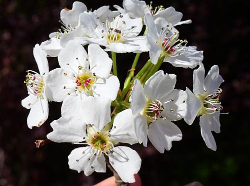 Pyrus_calleryana_inflorescence2.jpg