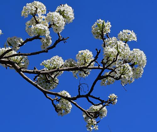 Pyrus_calleryana_inflorescences.jpg