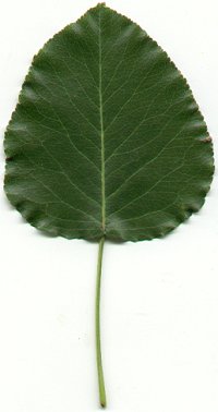 Pyrus_calleryana_leaf.jpg