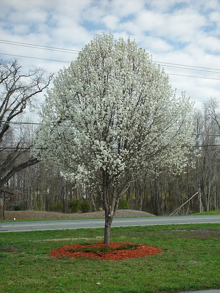 Pyrus_calleryana_plant.jpg