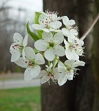 Pyrus calleryana thumbnail