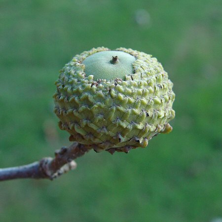 Quercus_lyrata_fruit.jpg