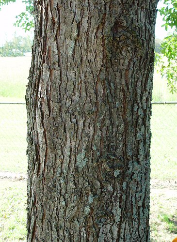 Quercus_lyrata_trunk.jpg