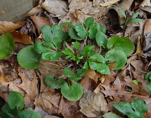 Ranunculus_abortivus_basal_rosette.jpg