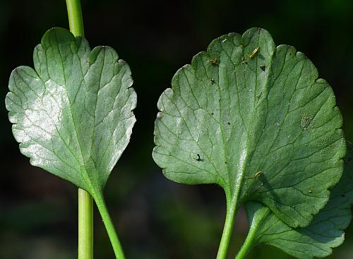 Ranunculus_abortivus_basals2.jpg