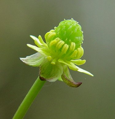 Ranunculus_abortivus_calyx.jpg