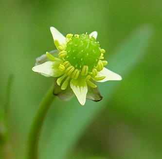 Ranunculus_abortivus_flower.jpg