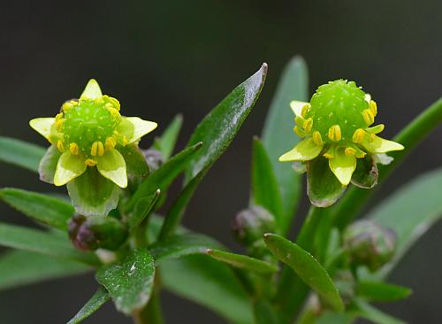 Ranunculus_abortivus_flowers.jpg