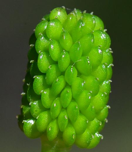 Ranunculus_abortivus_fruits.jpg