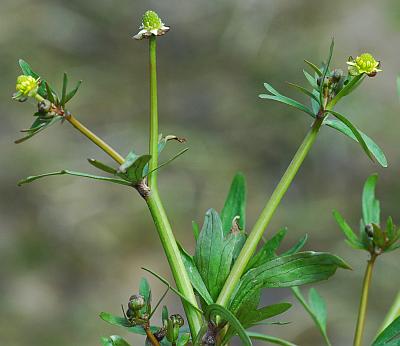 Ranunculus_abortivus_inflorescence.jpg