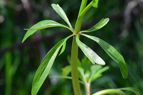 Ranunculus_abortivus_leaf1.jpg