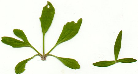 Ranunculus_abortivus_leaves.jpg