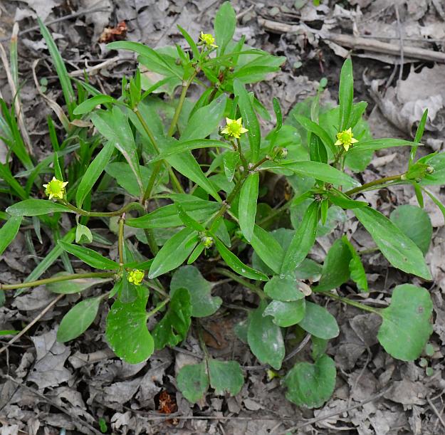 Ranunculus_abortivus_plant.jpg