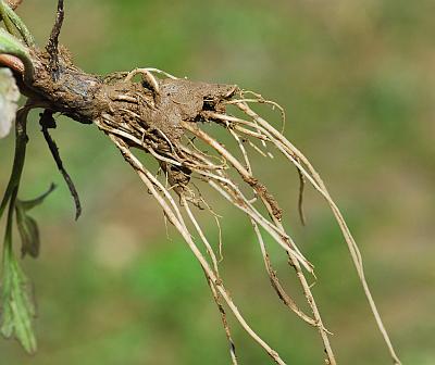 Ranunculus_abortivus_roots.jpg