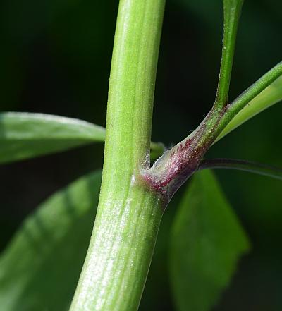 Ranunculus_abortivus_stem.jpg