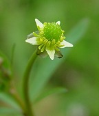 Ranunculus abortivus thumbnail