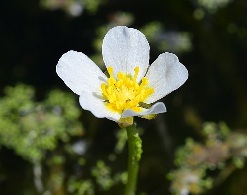Ranunculus_aquatilis_flower.jpg
